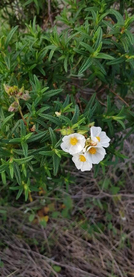 Cistus creticus flower