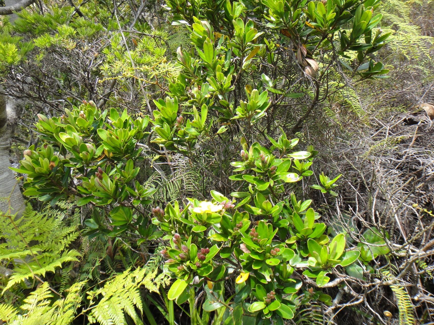 Hibbertia altigena habit