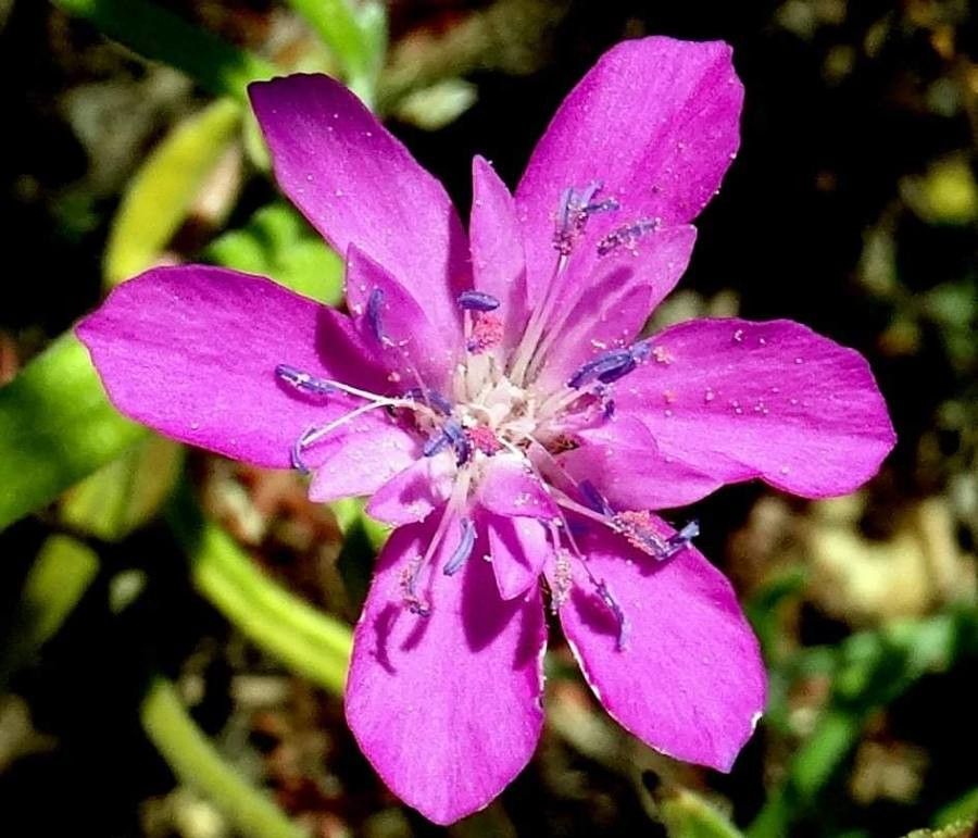 Knautia orientalis flower