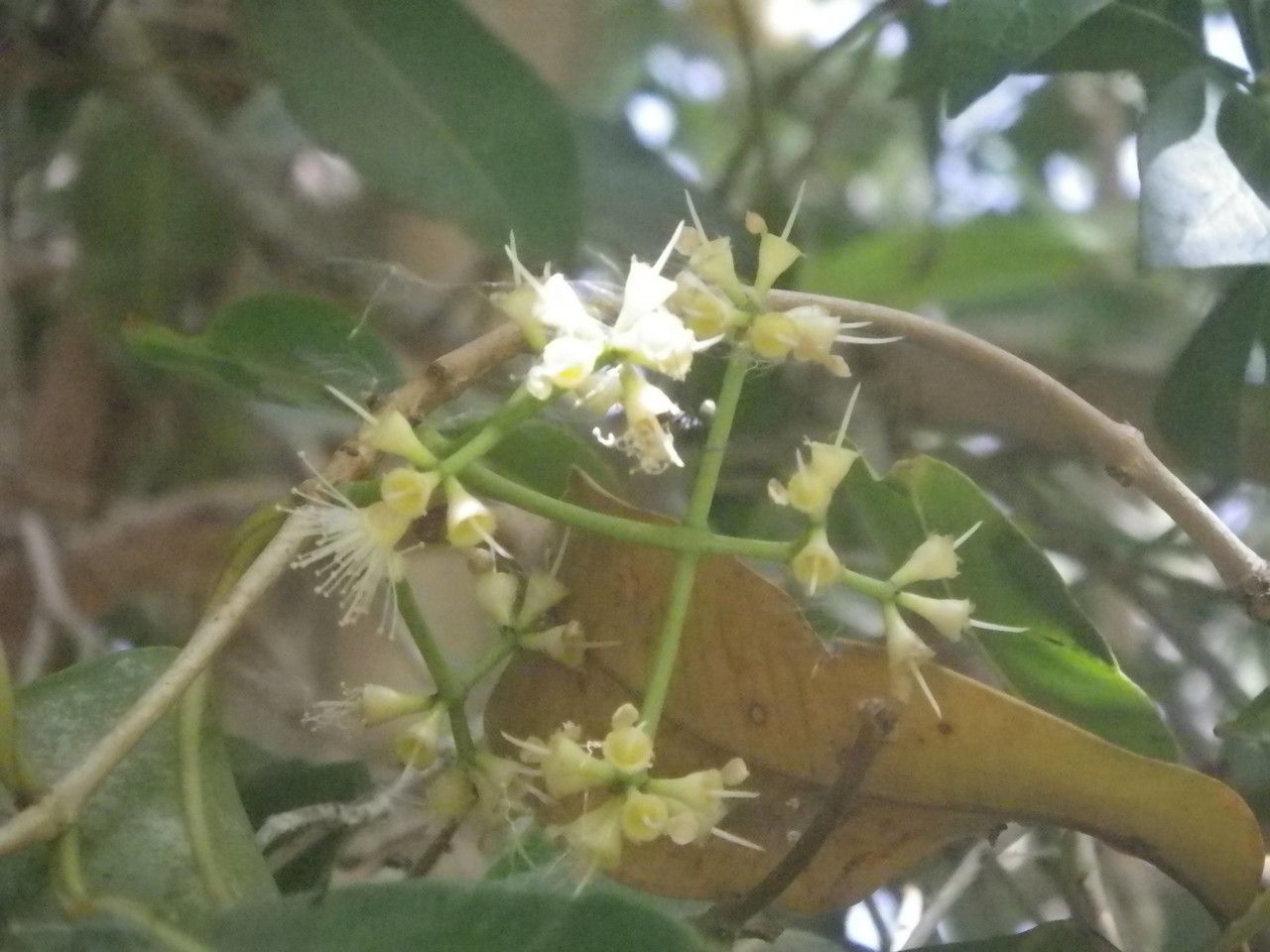 Syzygium guineense flower