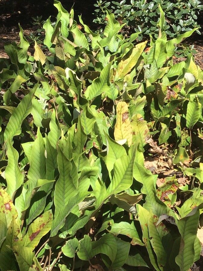 Pyrrosia lingua — search result for 'Polypodiaceae'