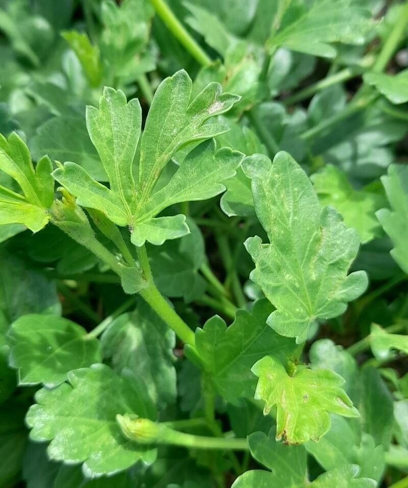 Cienfuegosia argentina — related species from the same genus