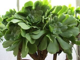 Aeonium × wildpretii — search result for 'Aeonium'