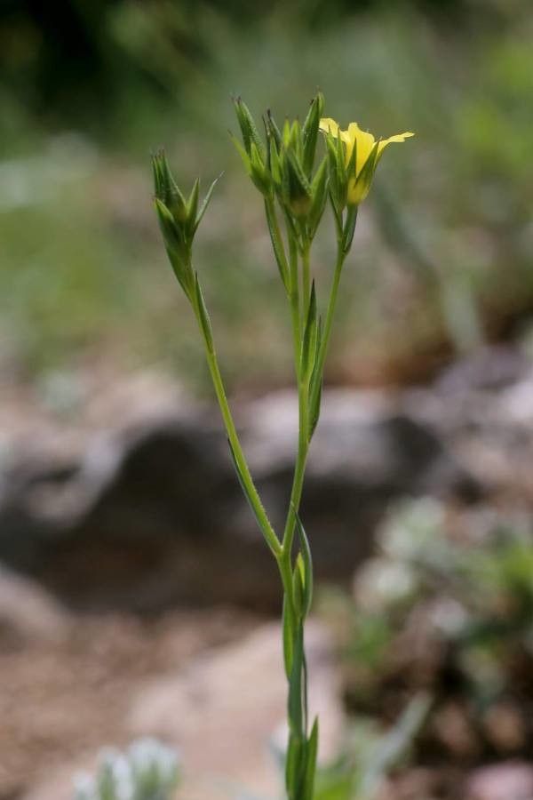 Linum corymbulosum — search result for 'Linum'