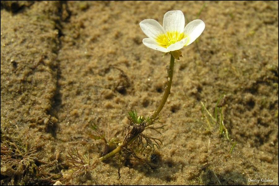 Ranunculus circinatus flower