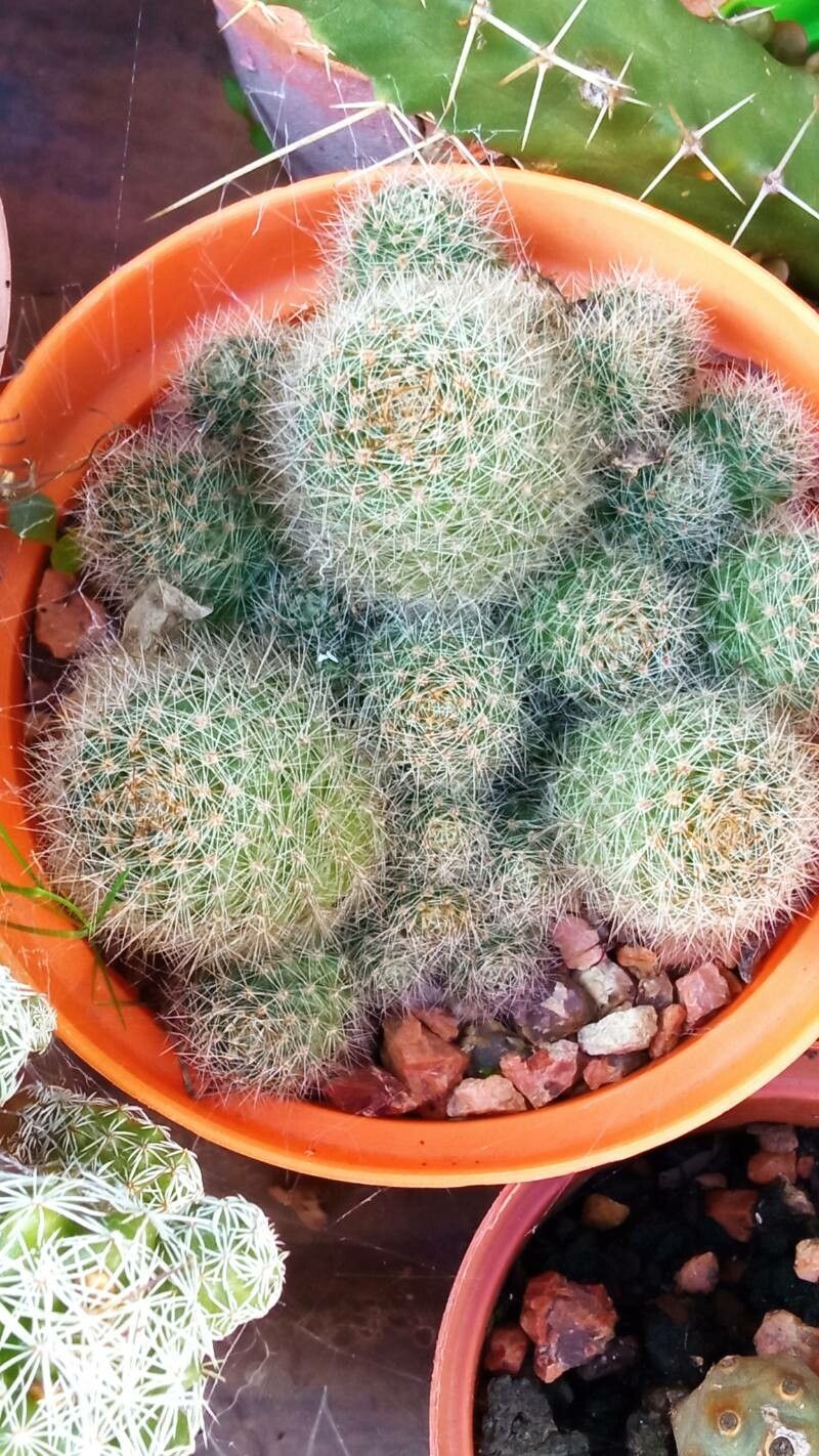 Rebutia pulvinosa bark