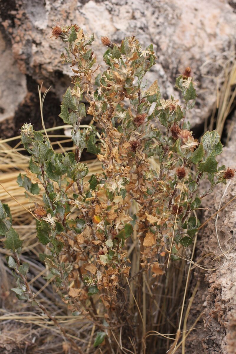 Chersodoma candida fruit
