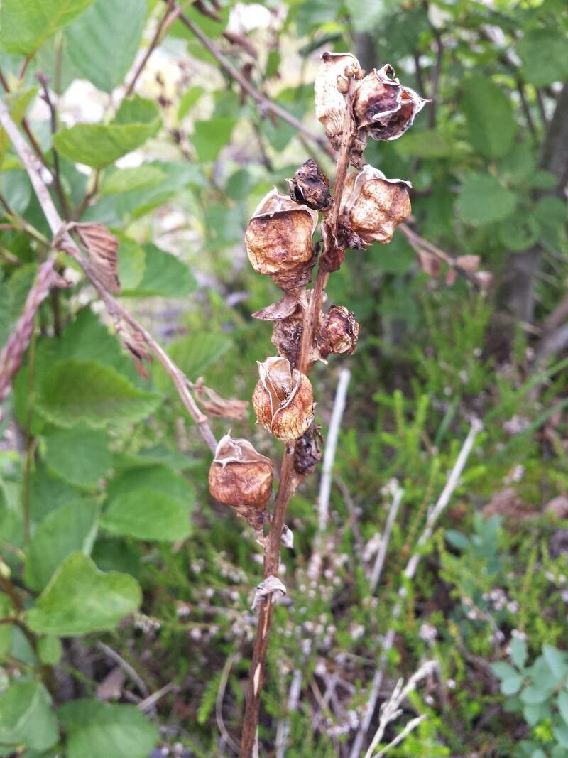Pedicularis sceptrum-carolinum fruit