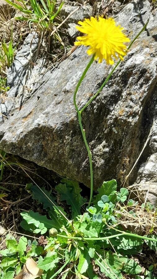 Hypochaeris radiata habit