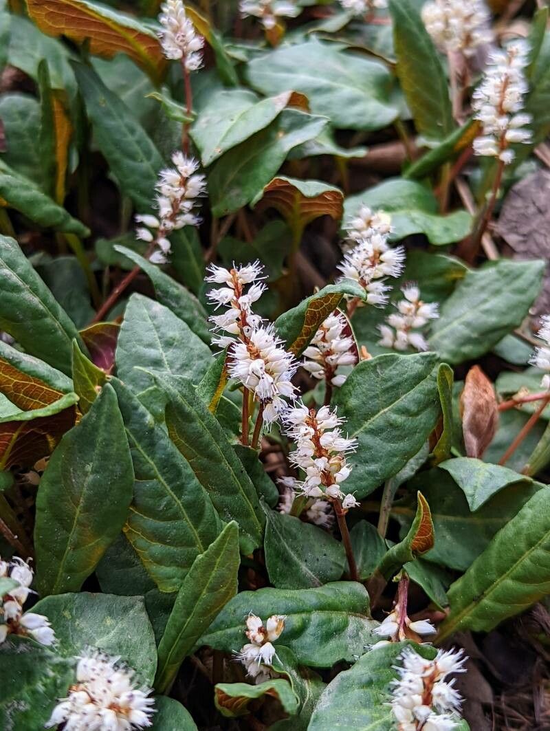 Bistorta tenuicaulis flower