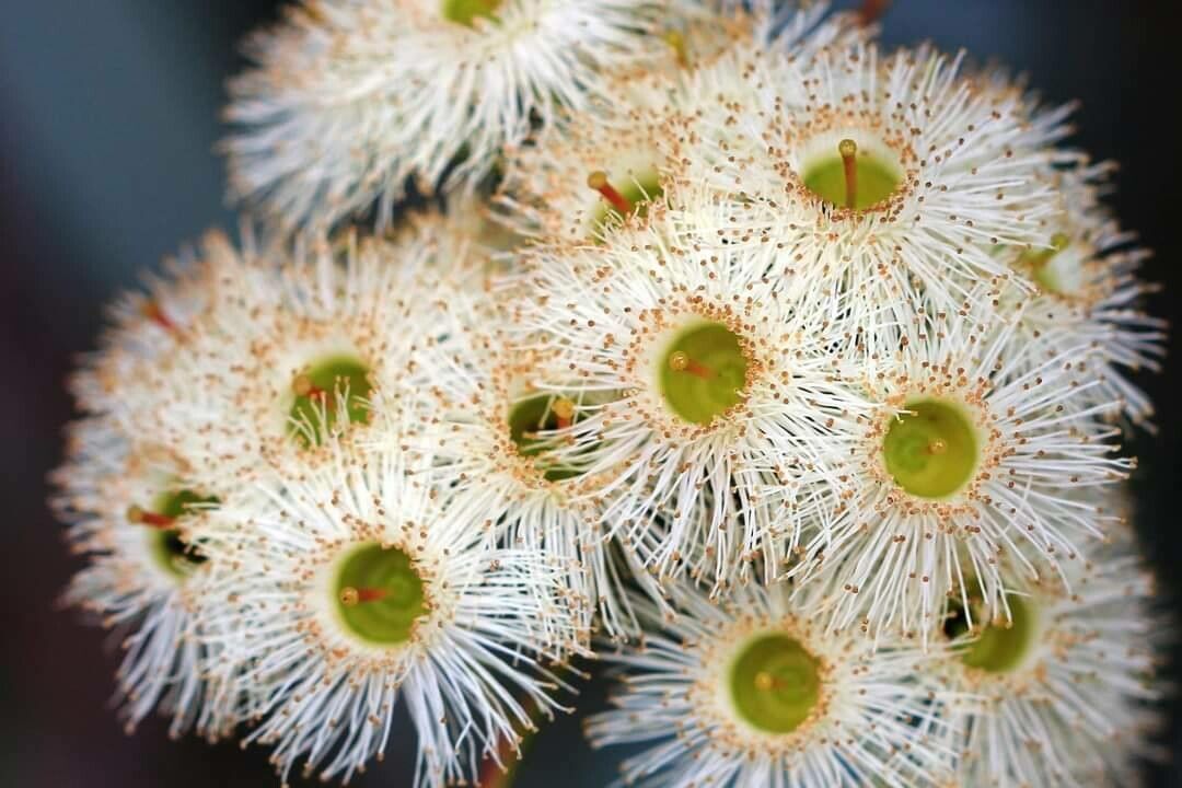 Eucalyptus caleyi — houseplant care guide