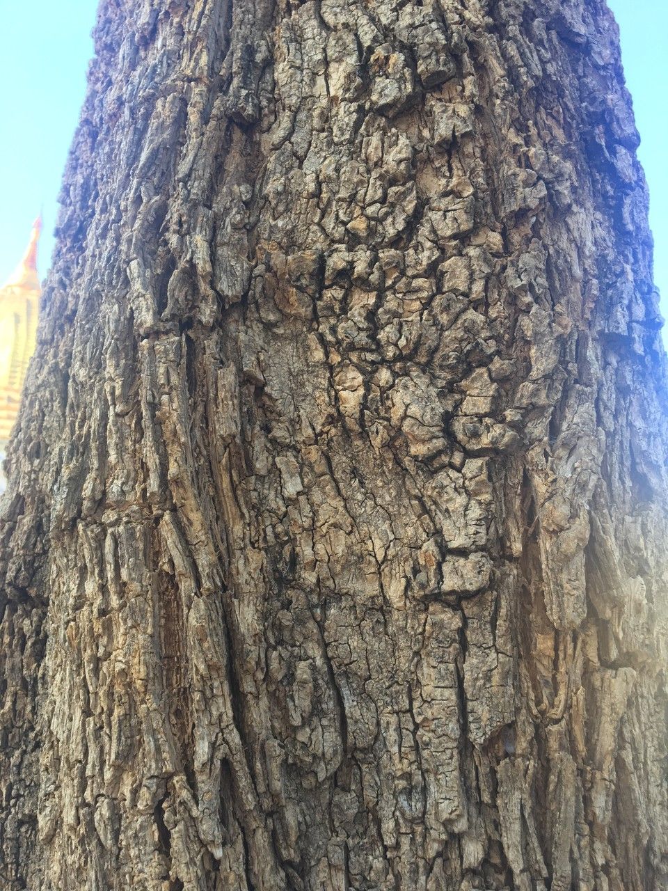 Millingtonia hortensis bark