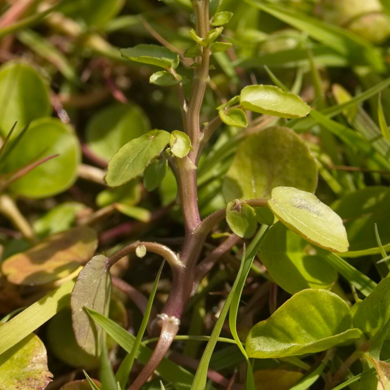 Nasturtium microphyllum