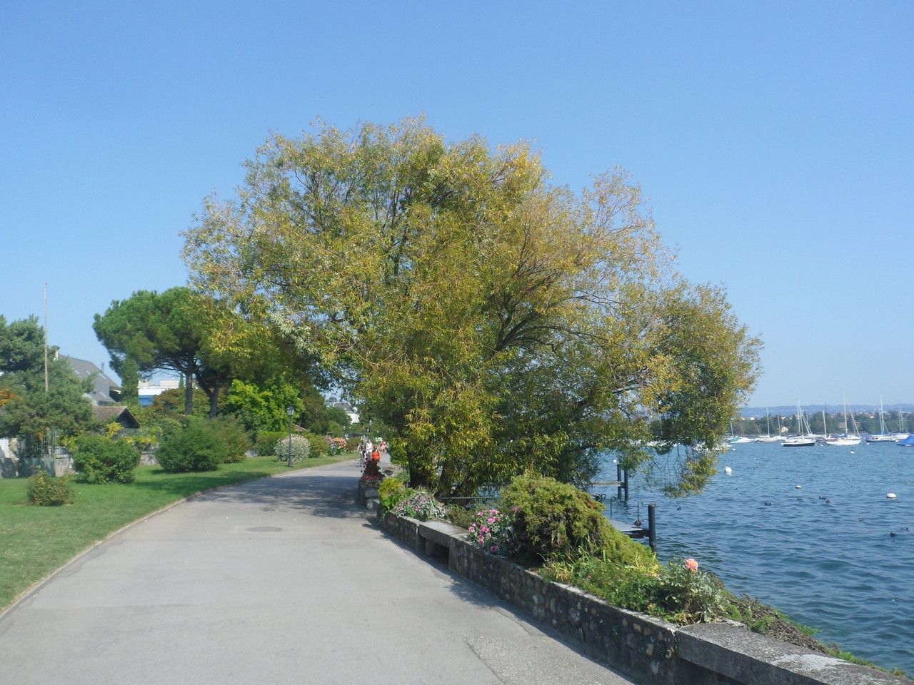 Salix x chrysocoma habit