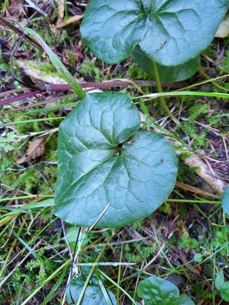 Asarum caudatum leaf