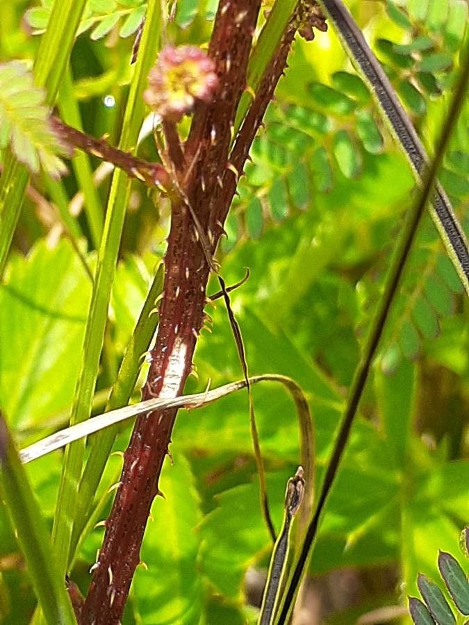 Mimosa Quadrivalvis bark