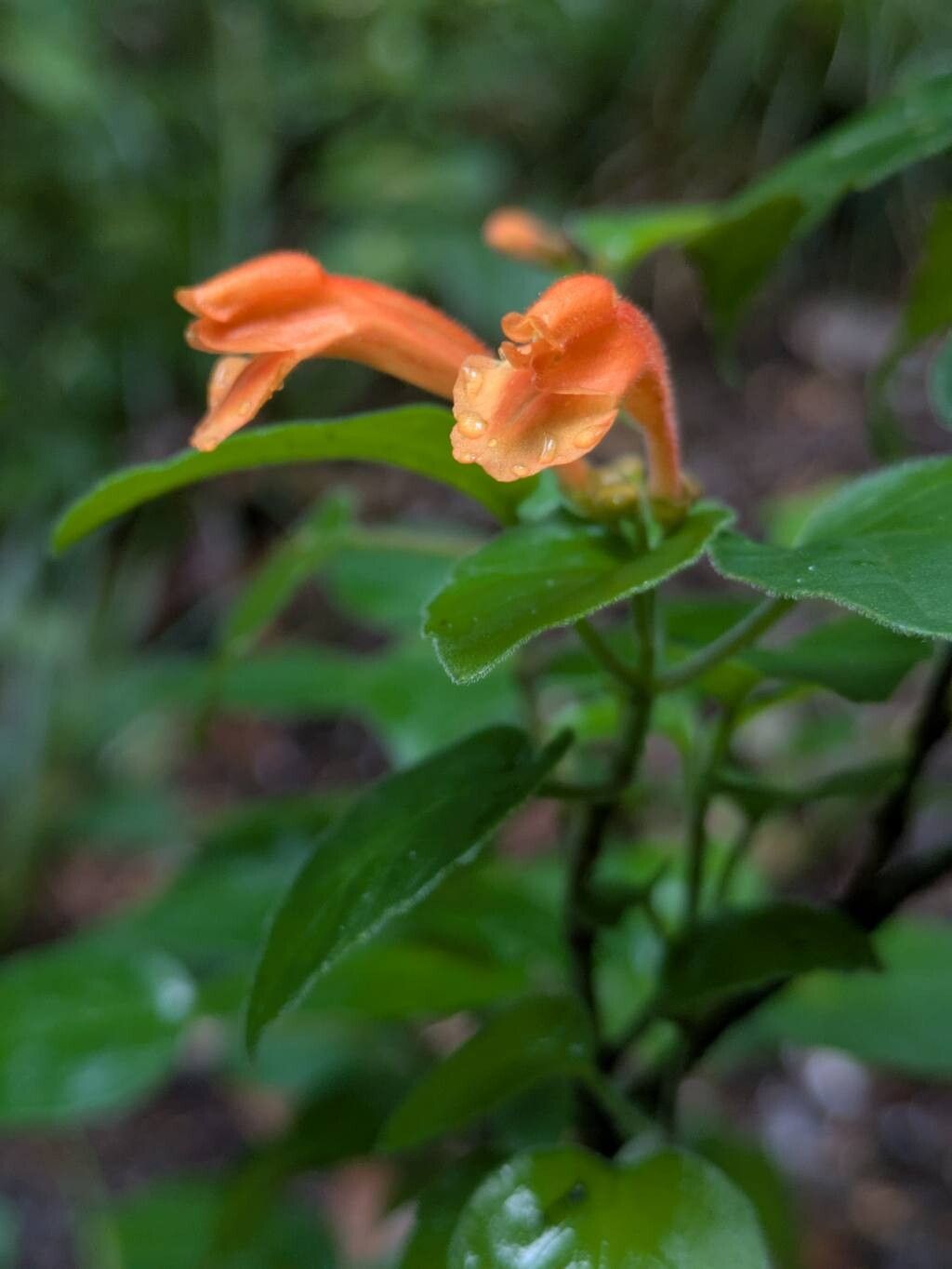 Scutellaria maxonii — houseplant care guide