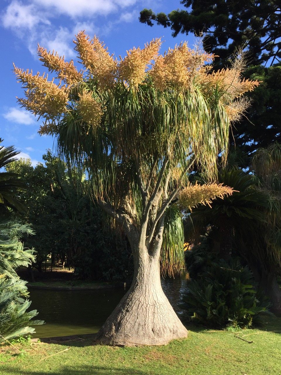 Nolina recurvata flower