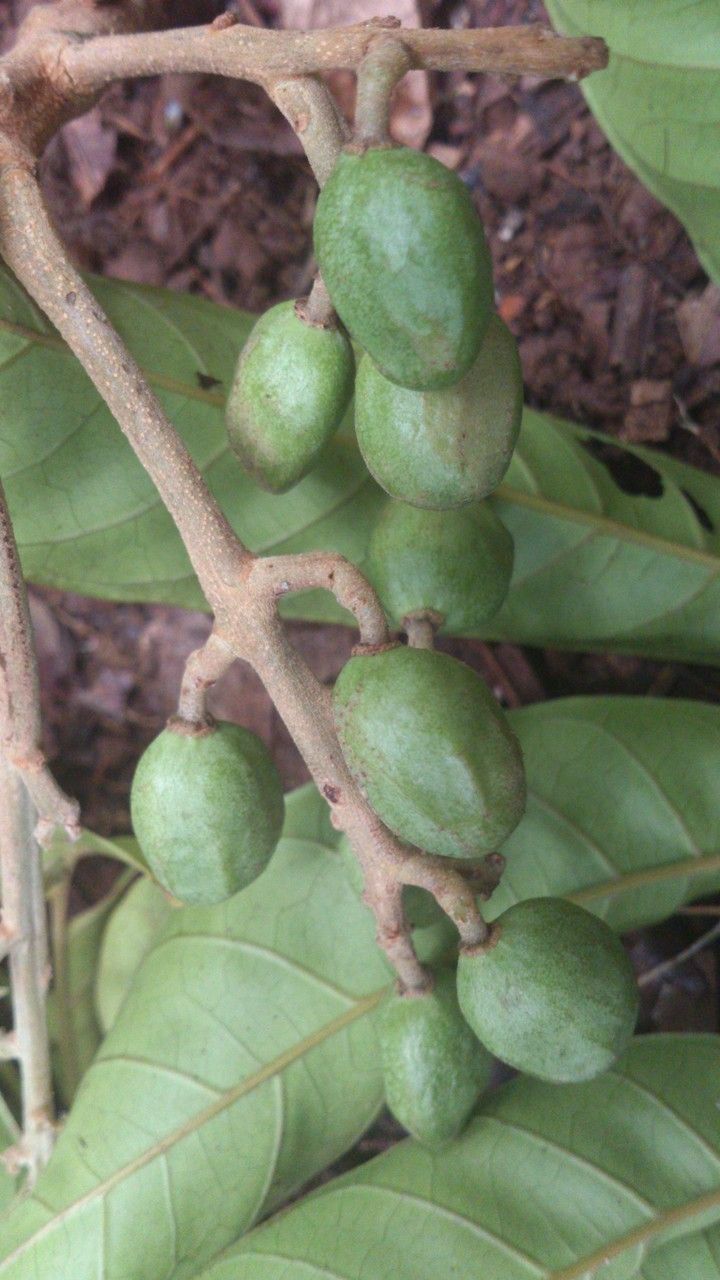 Tapirira guianensis fruit