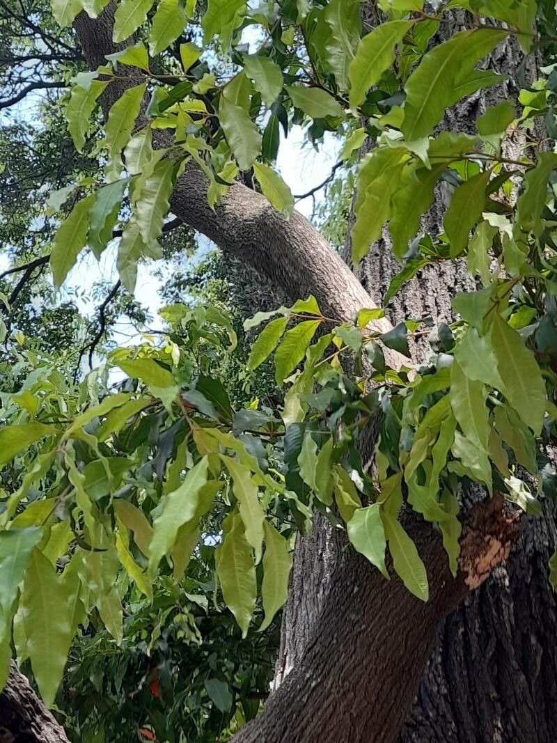 Blepharocalyx salicifolius leaf