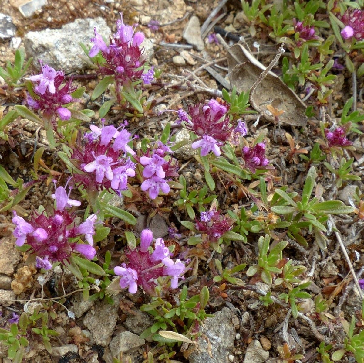 Thymus embergeri flower
