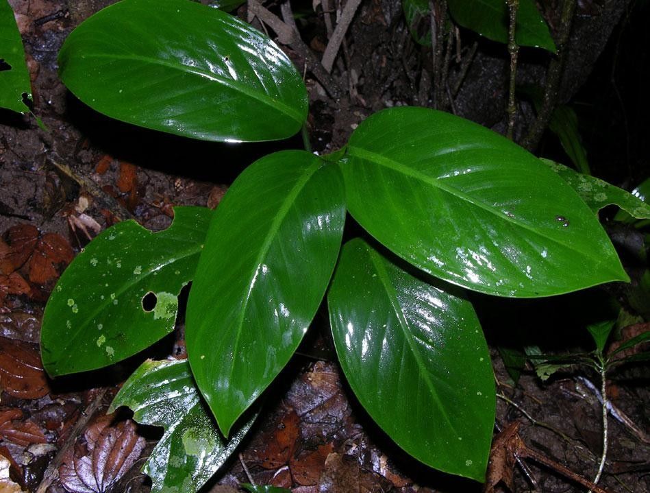 Dieffenbachia concinna — houseplant care guide