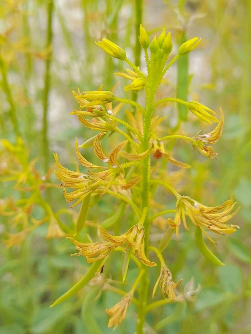 Cleome oxypetala flower
