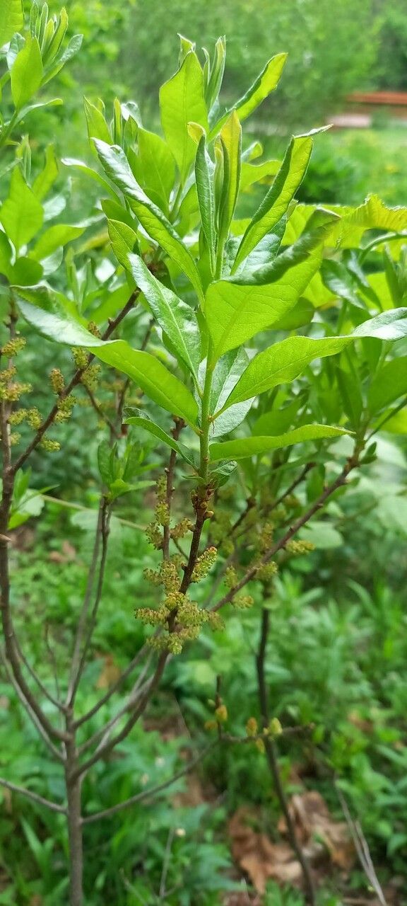 Myrica pensylvanica leaf