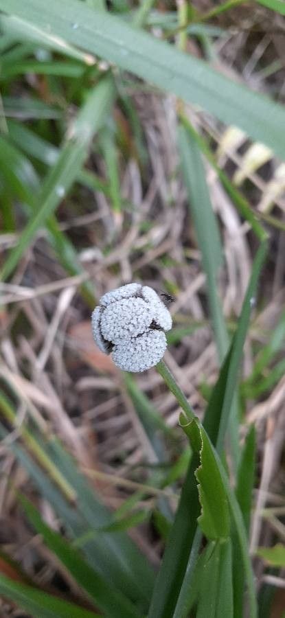 Eriocaulon decangulare — houseplant care guide