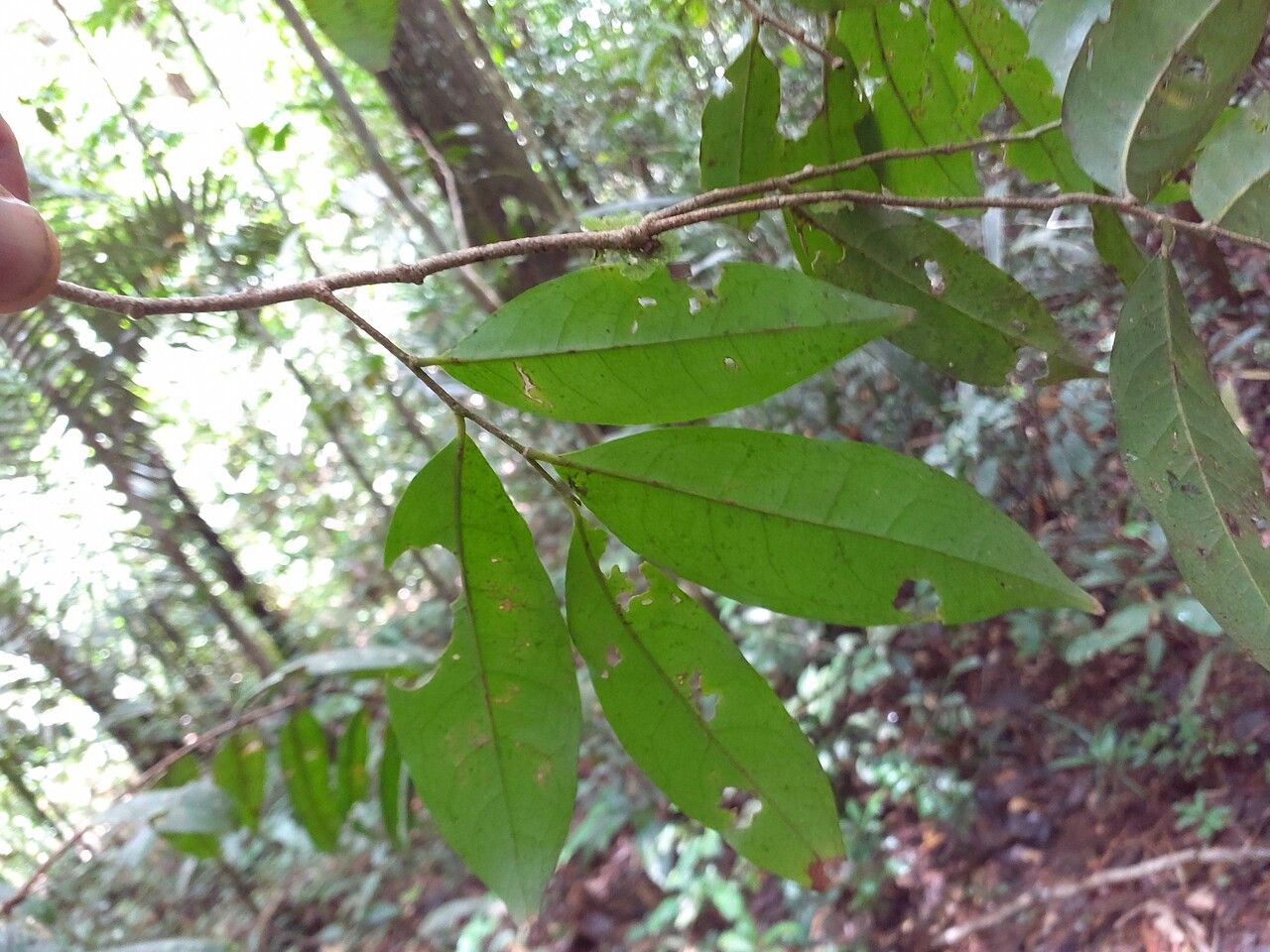 Tapura capitulifera leaf