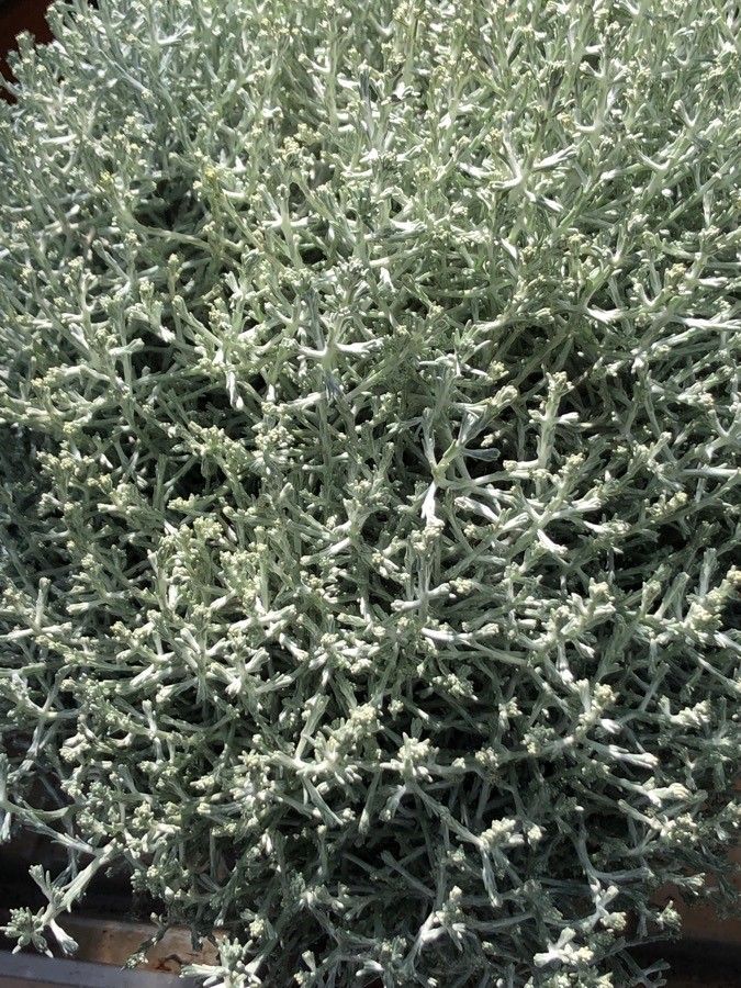 Leucophyta brownii leaf