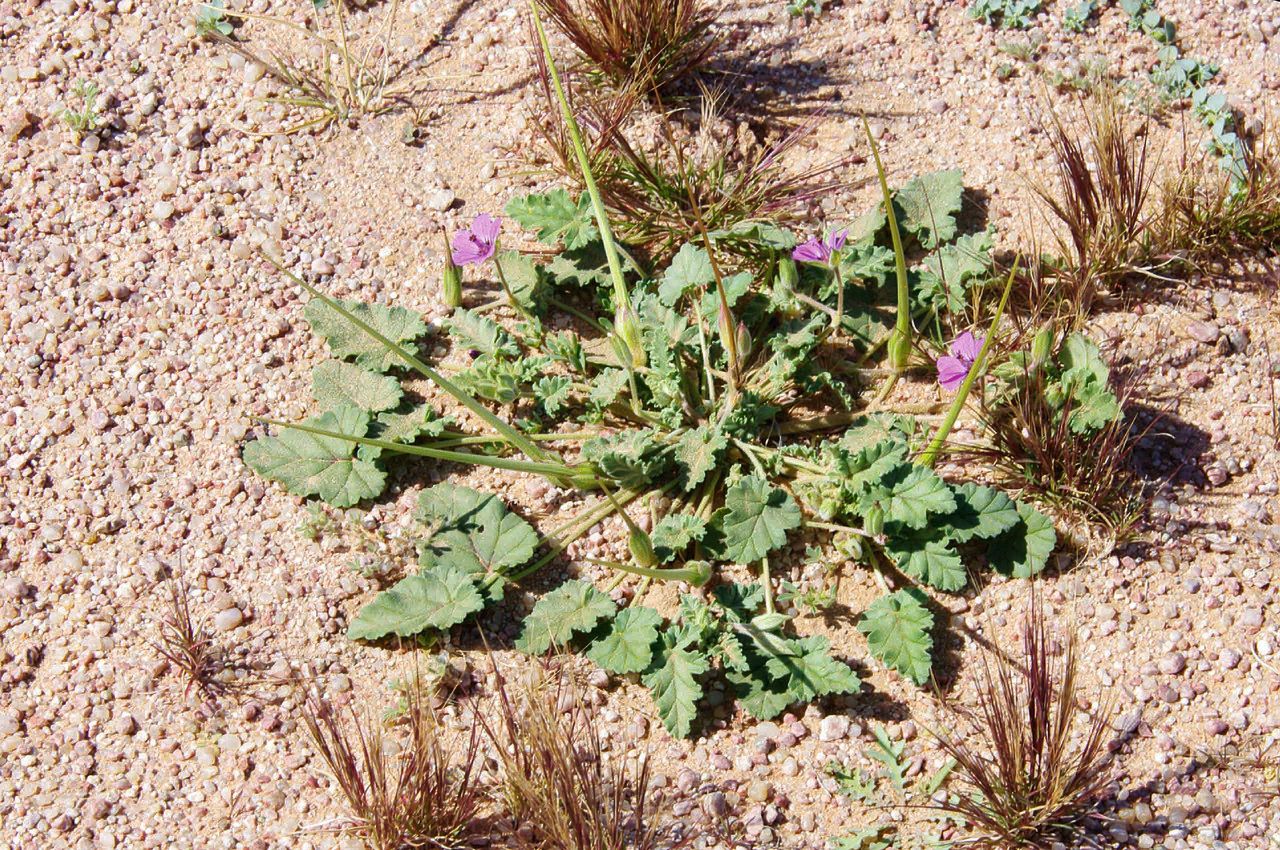 Erodium guttatum habit