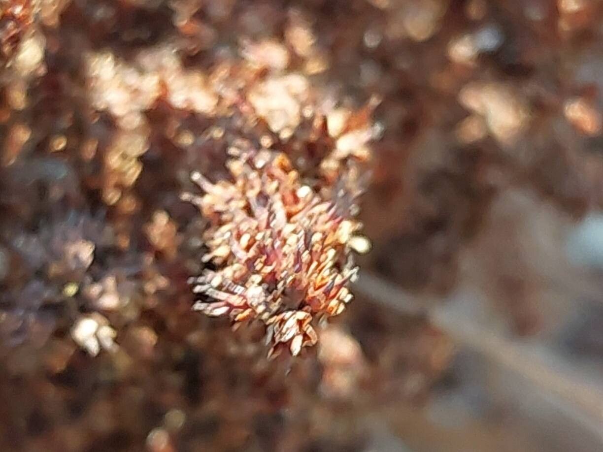 Astilbe macroflora fruit