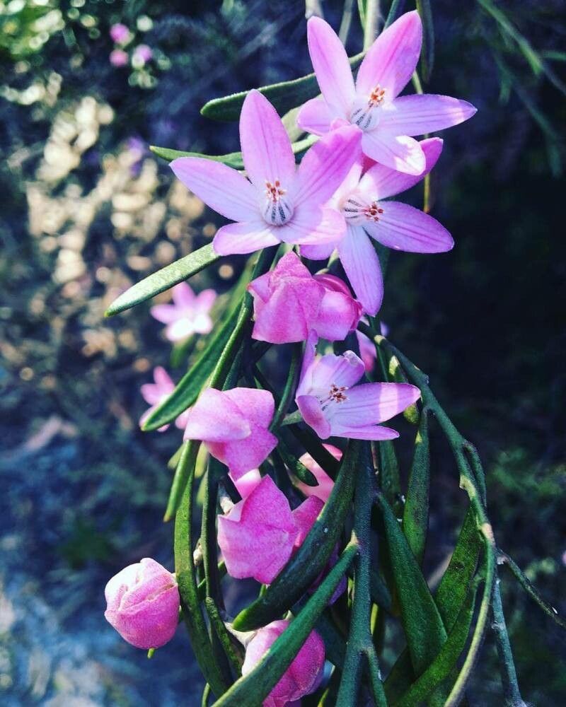 Eriostemon australasius flower