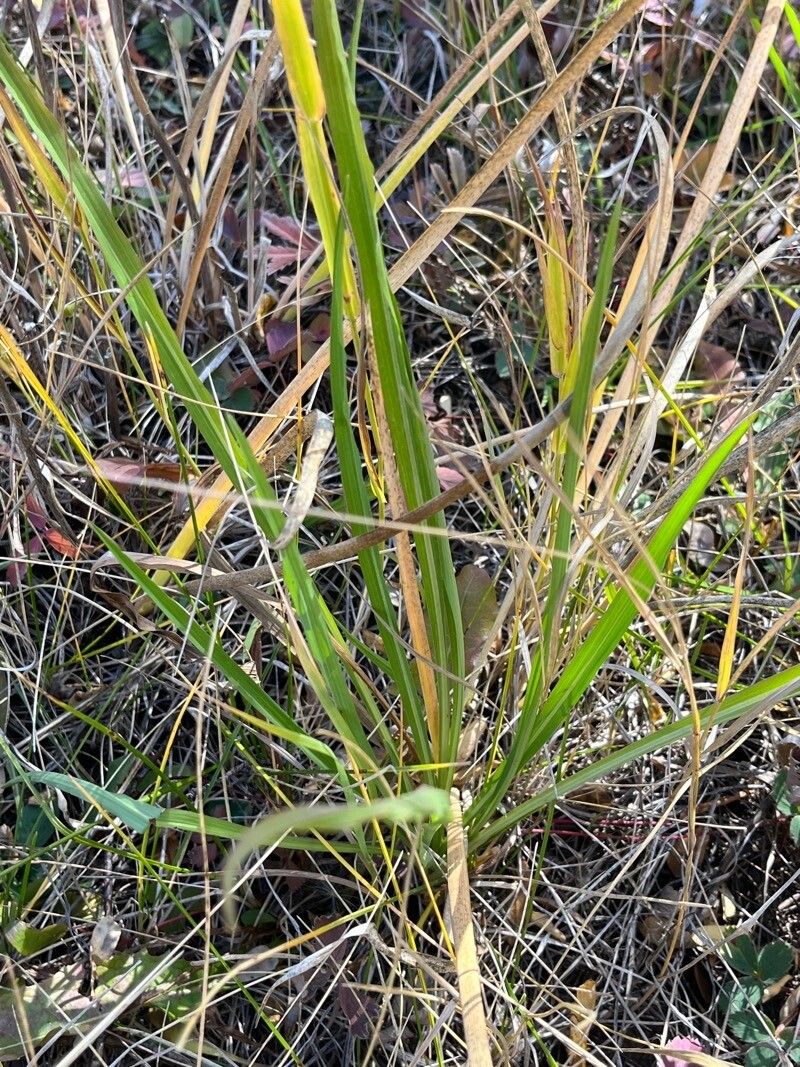 Iris missouriensis leaf