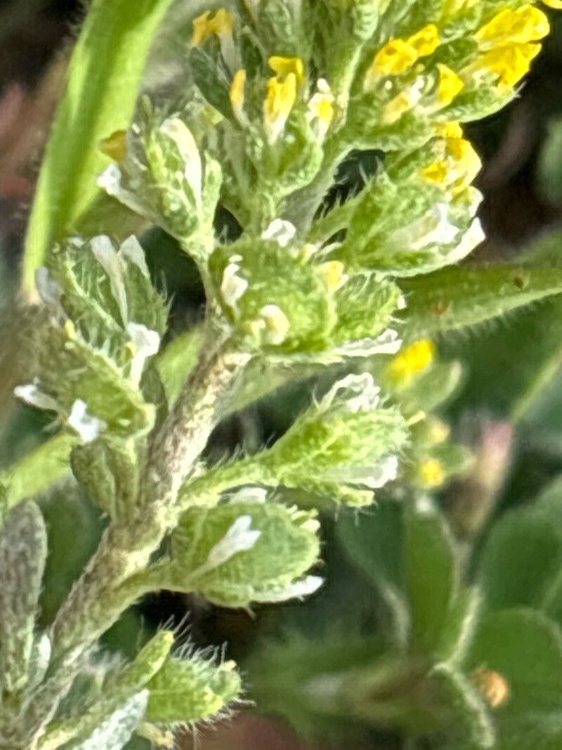 Alyssum granatense fruit