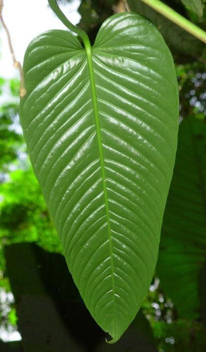 Anthurium cuspidatum leaf