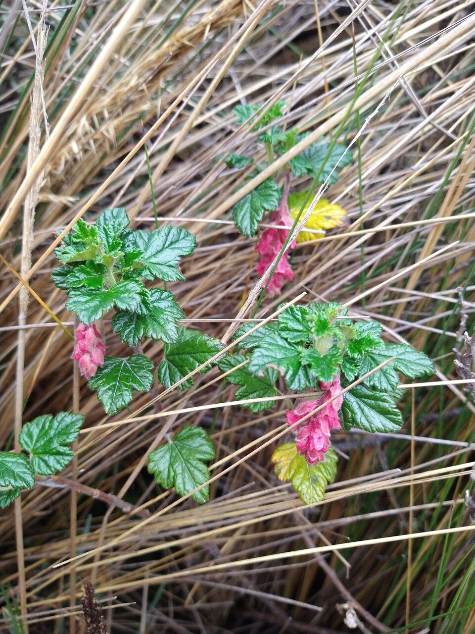 Ribes andicola — search result for 'Ribes'
