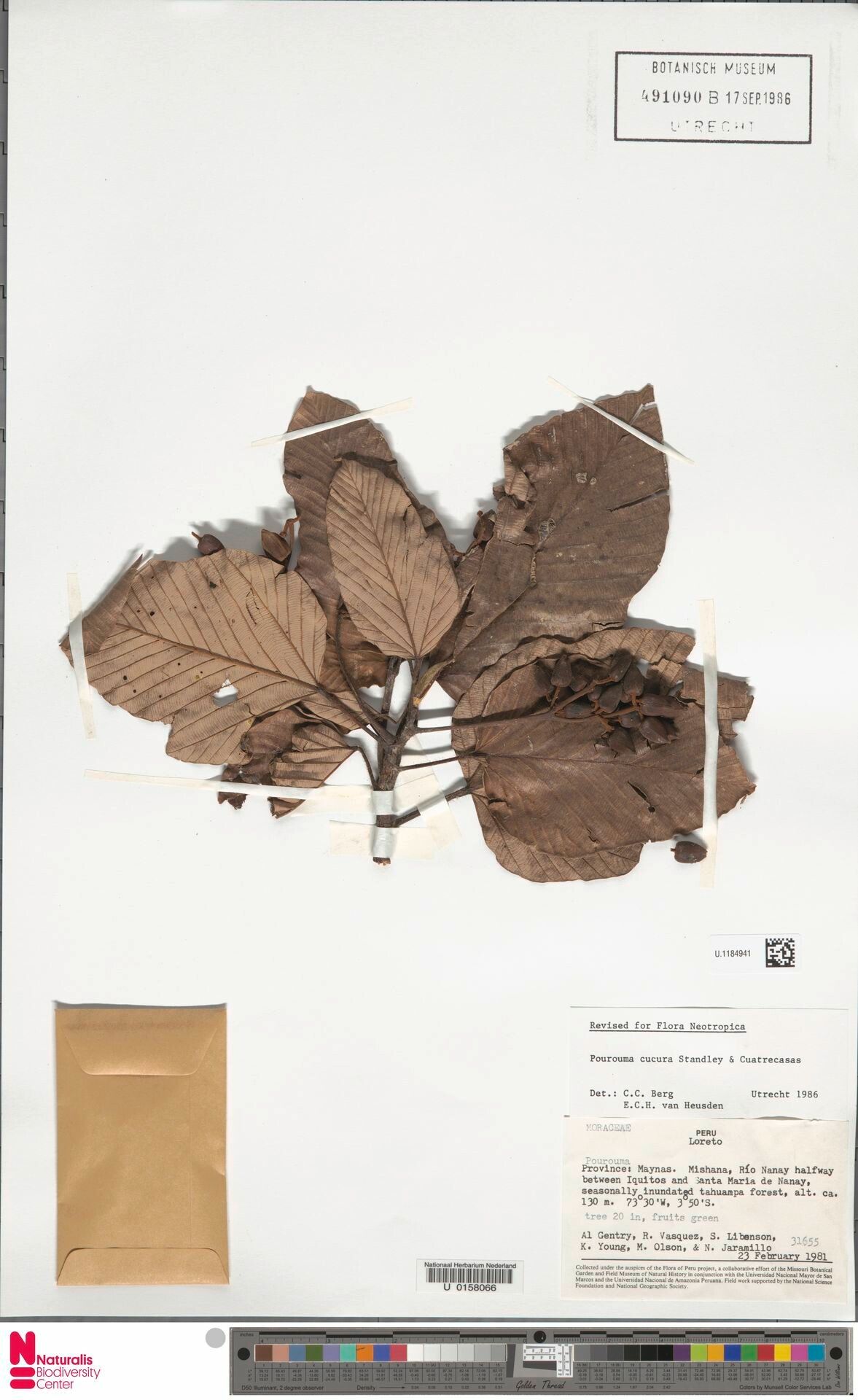 Pourouma cucura fruit