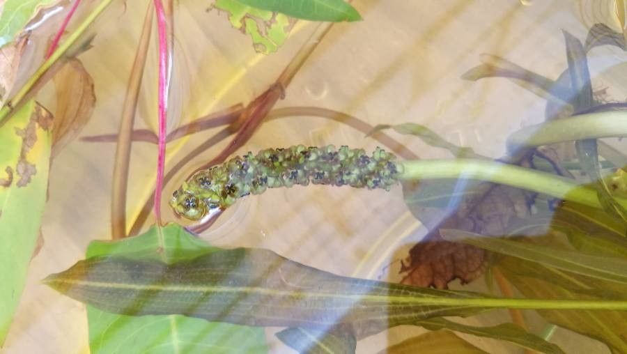 Potamogeton crispus flower