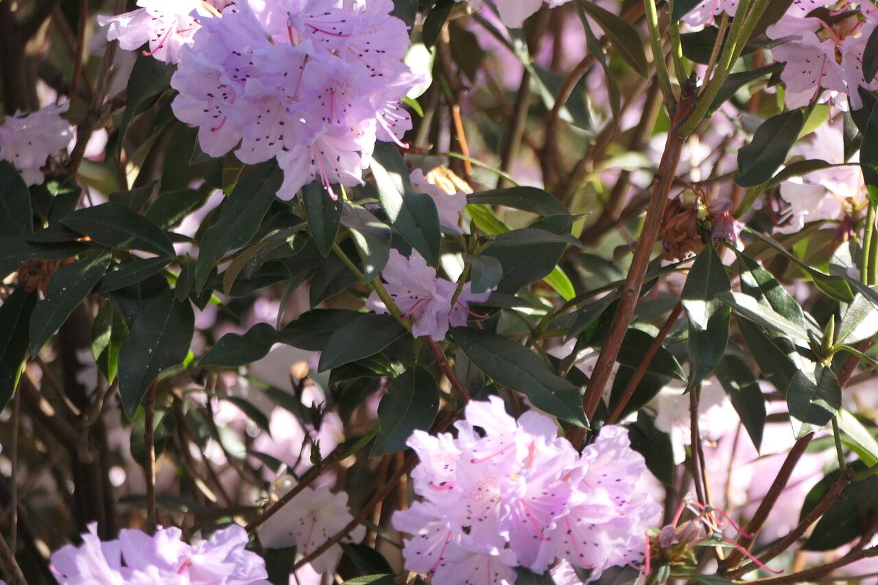 Rhododendron searsiae — houseplant care guide