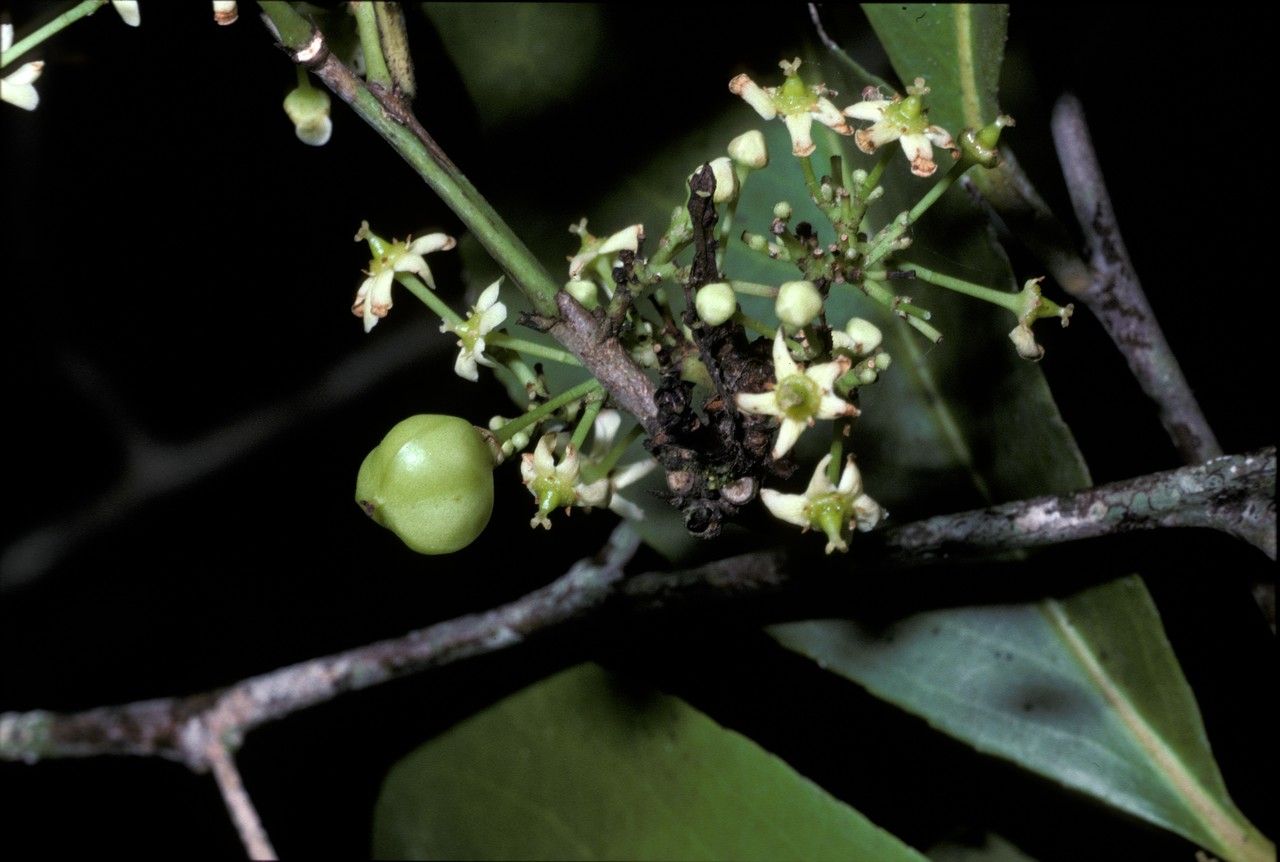 Gymnosporia austroyunnanensis flower