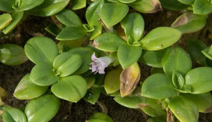 Hydrophylax maritima — houseplant care guide