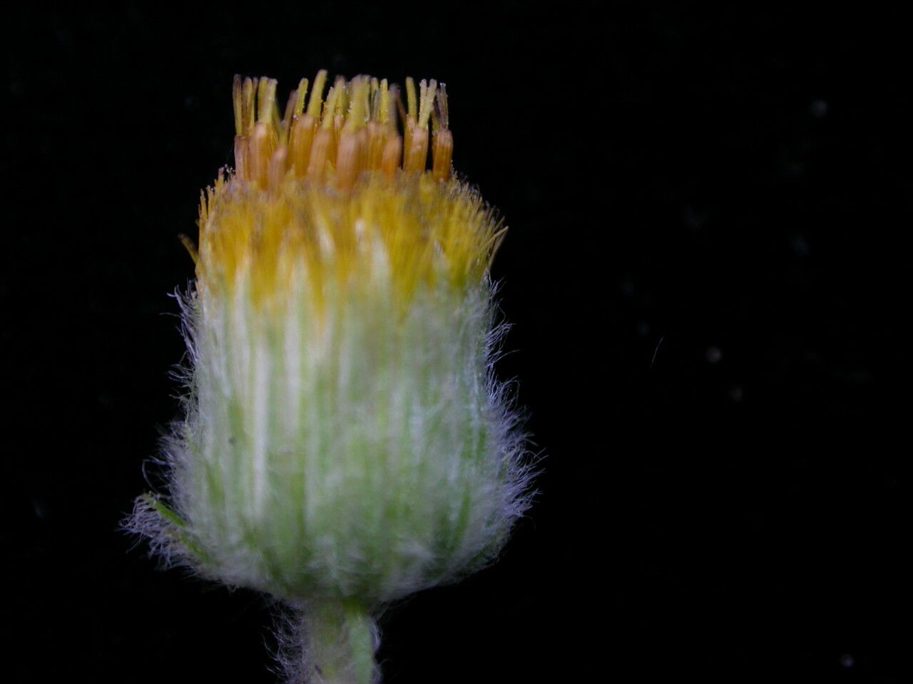 Blumea hieraciifolia — related species from the same genus