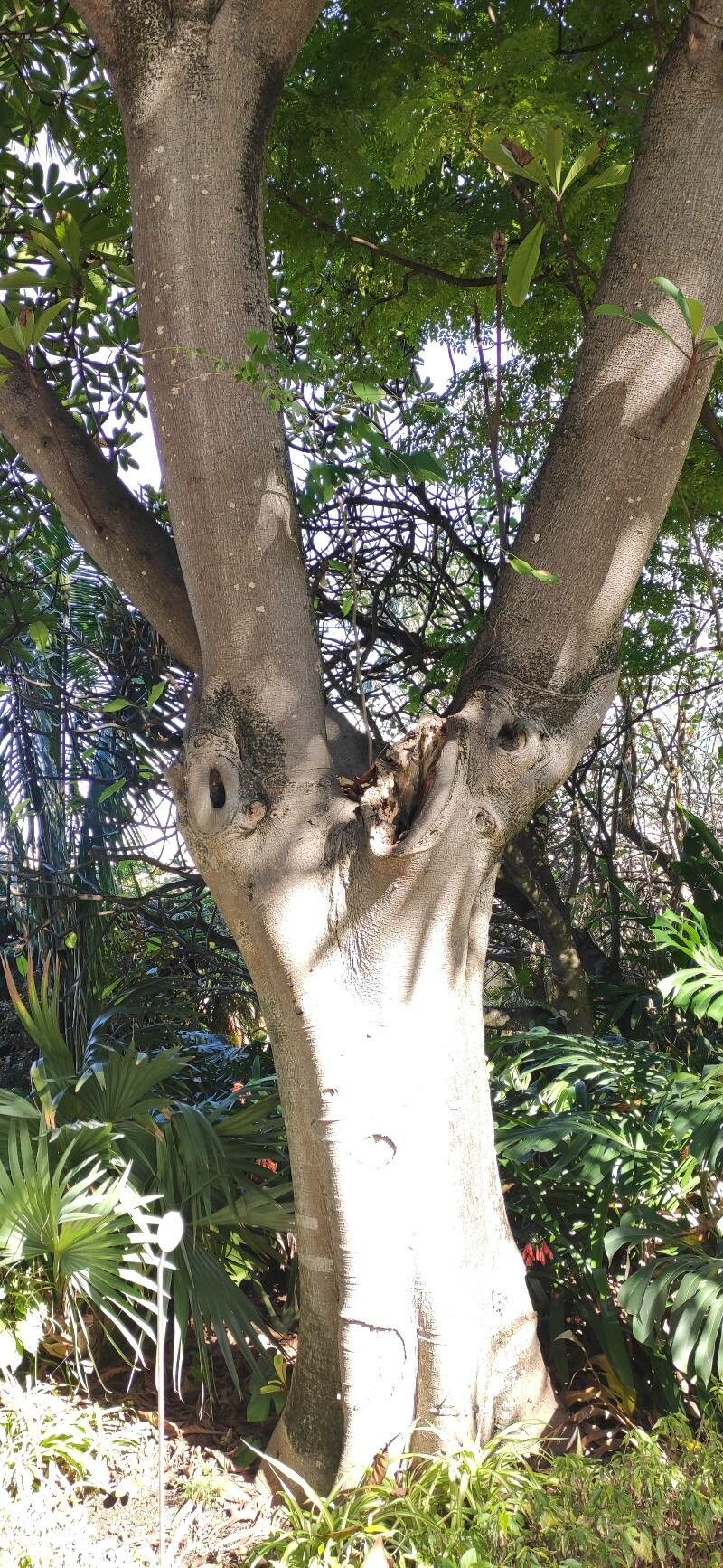 Ficus saussureana bark