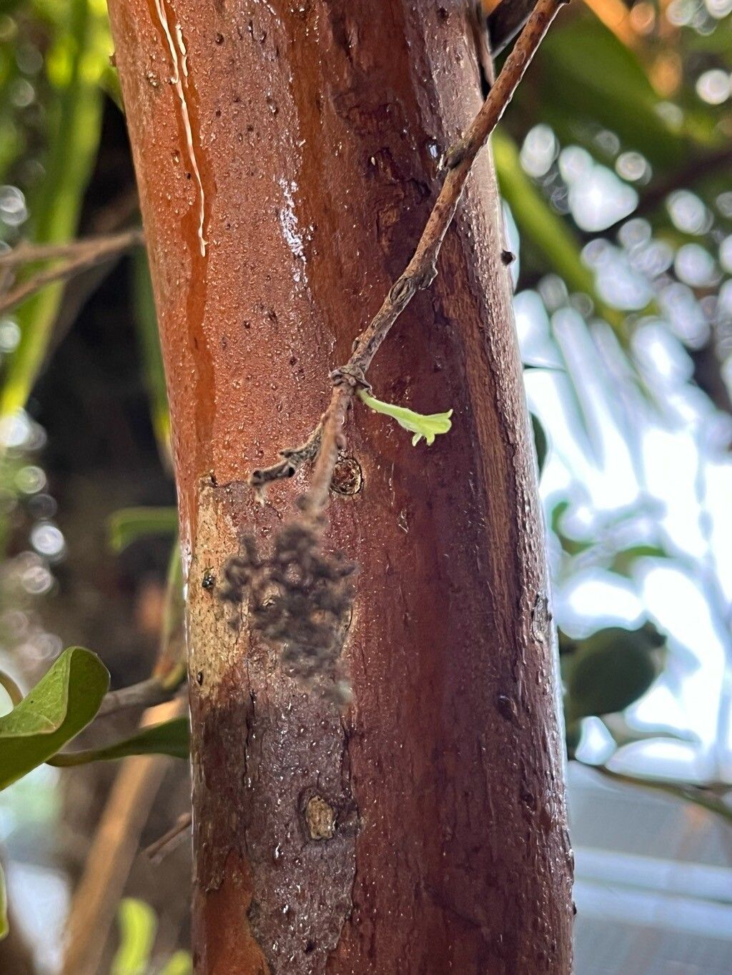 Psidium montanum bark