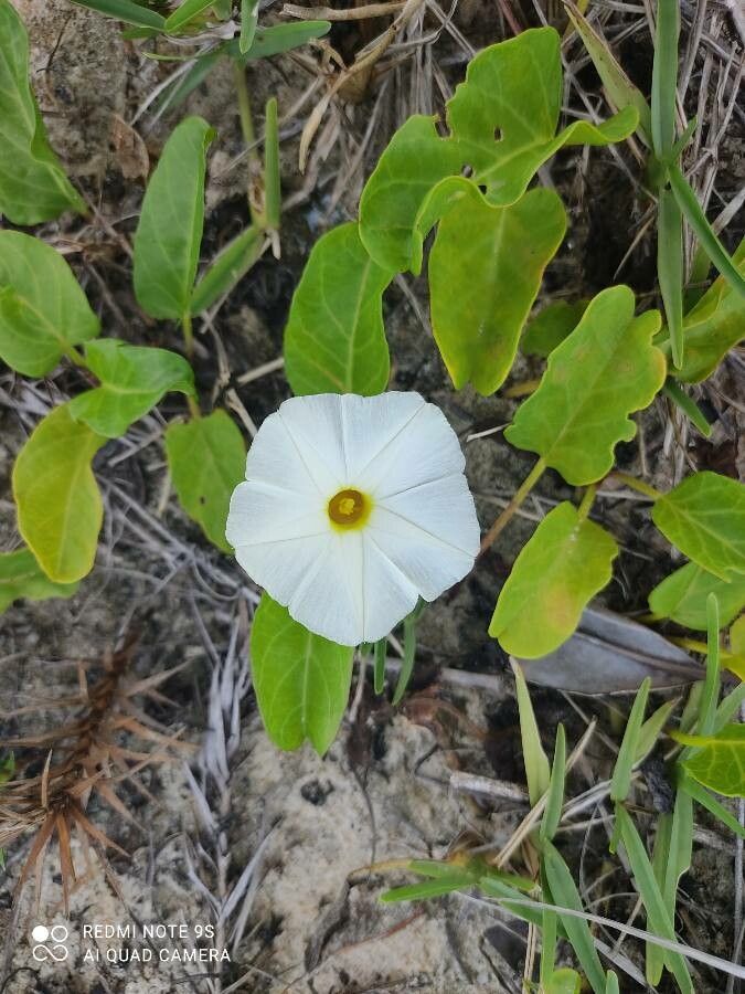 Ipomoea imperati flower