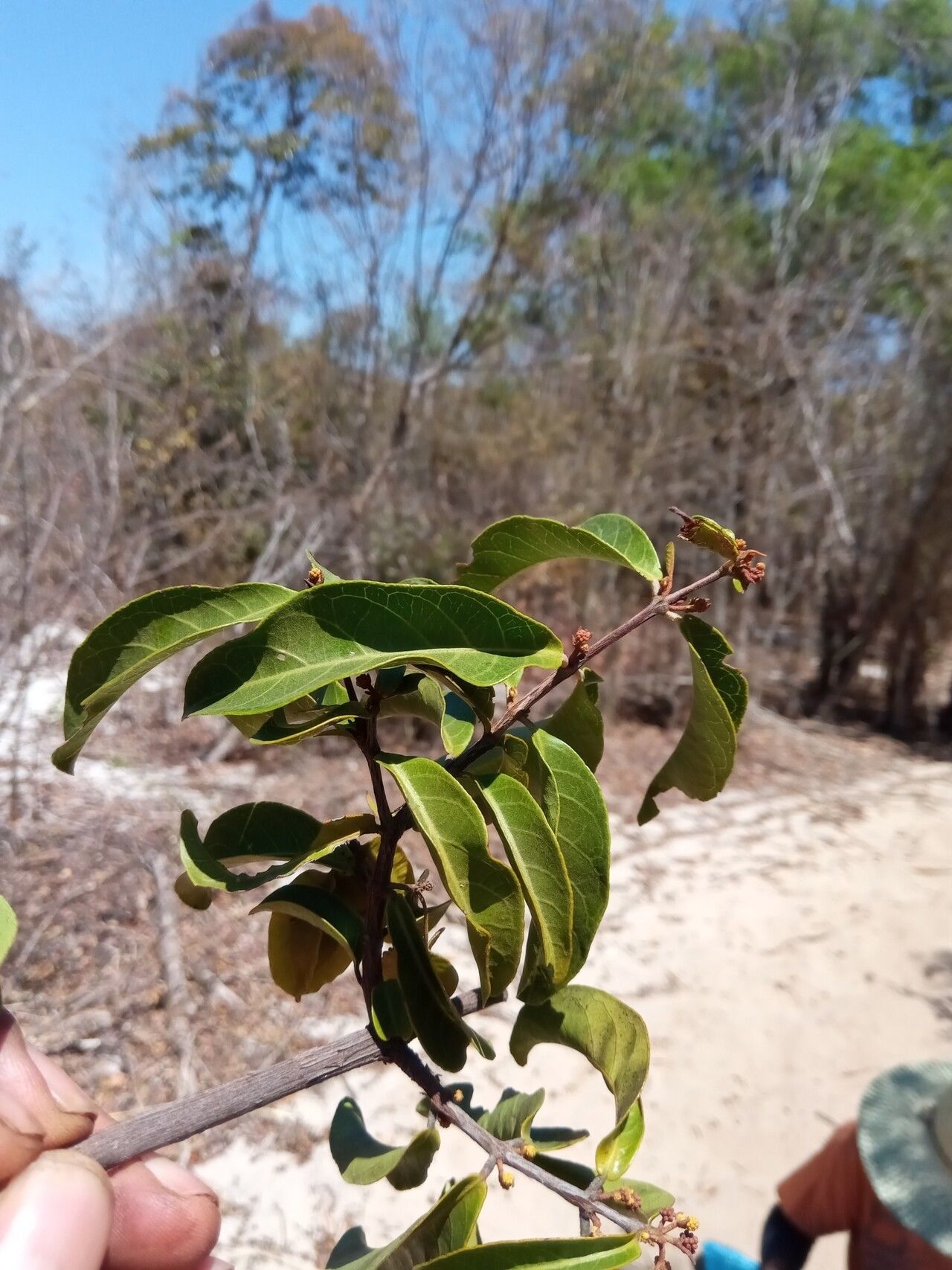 Combretum meridionalis habit
