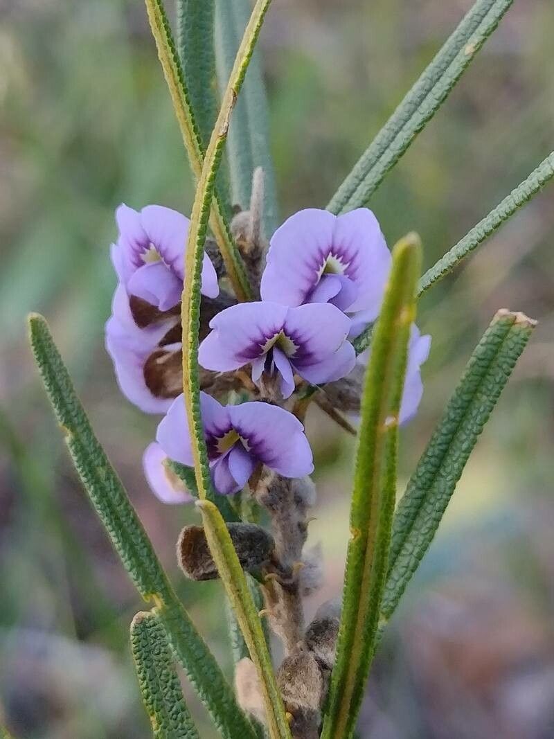 Hovea linearis flower