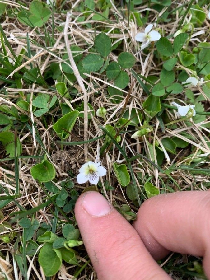 Viola macloskeyi flower